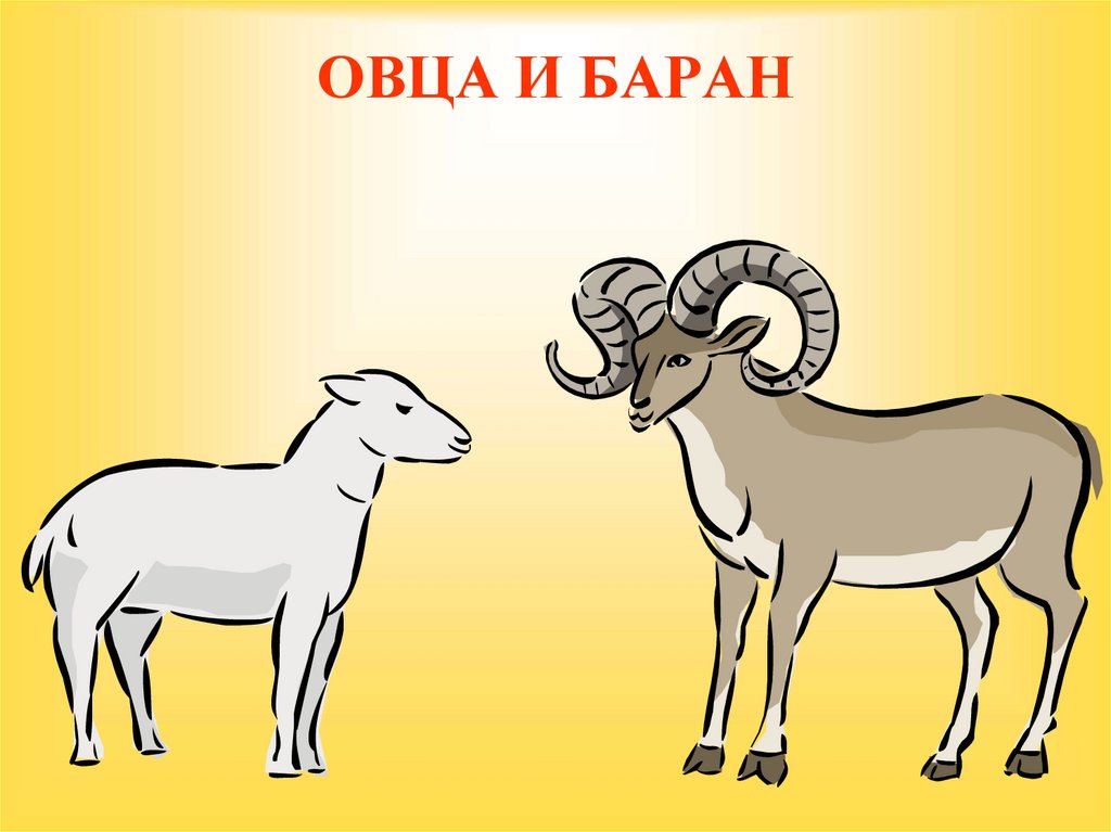 ОВЦА И БАРАН
