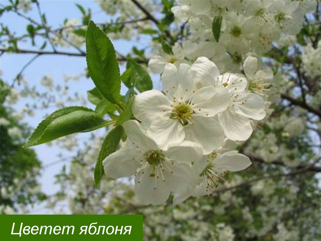 Цветет яблоня