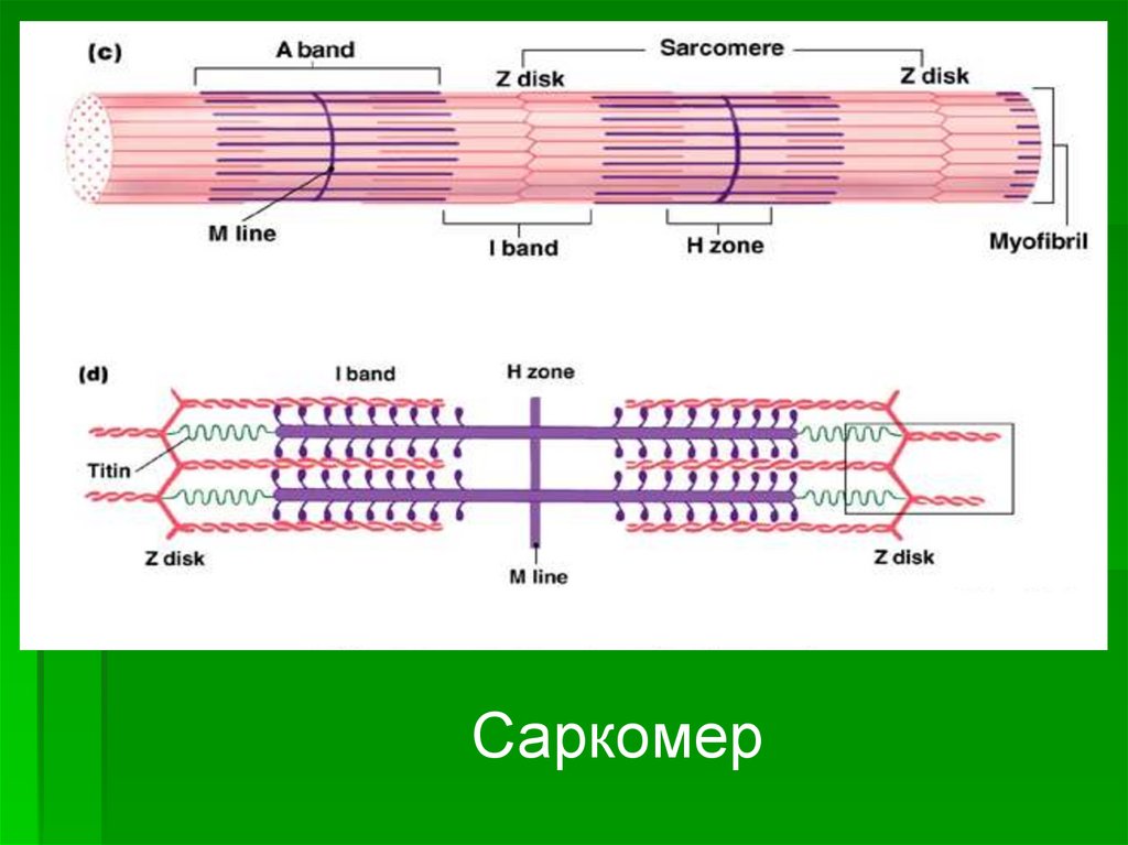 Сокращение саркомера. Саркомер схема сокращения. Схема строения саркомера гистология. Саркомер в расслабленном и сокращенном. Строение саркомера гистология.