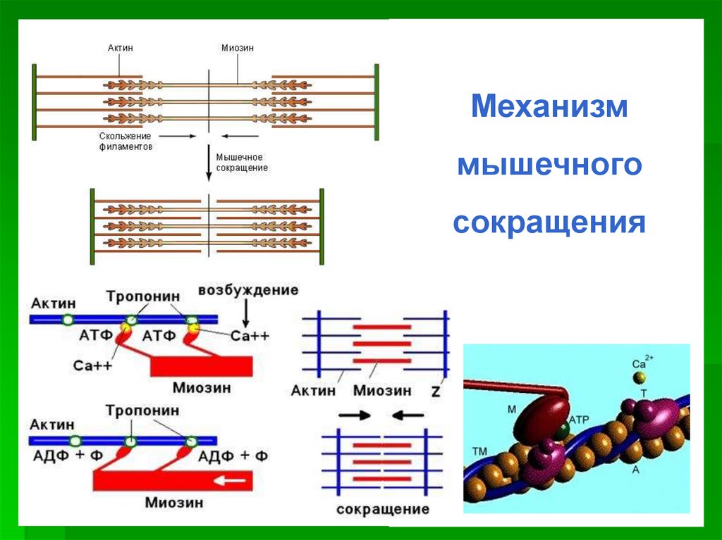 Биохимия мышечного сокращения схема