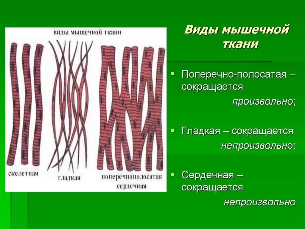 Мышечная ткань человека характеристика. Мышечная ткань. Виды мышечной ткани. Строение мышечной ткани. Типы гладкой мышечной ткани.