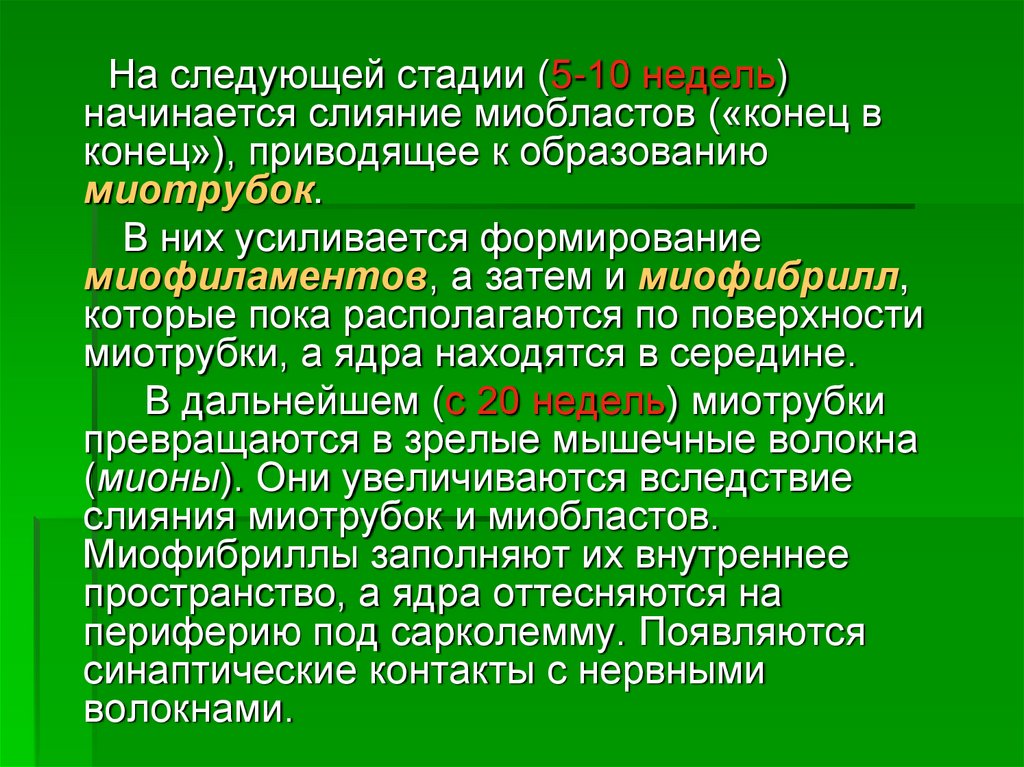 Лекция формирование. Эволюция мышечной. Эволюция способов передвижения и мышечной системы бесхордовых. Стадия миобласта. Миобласты миотрубки.