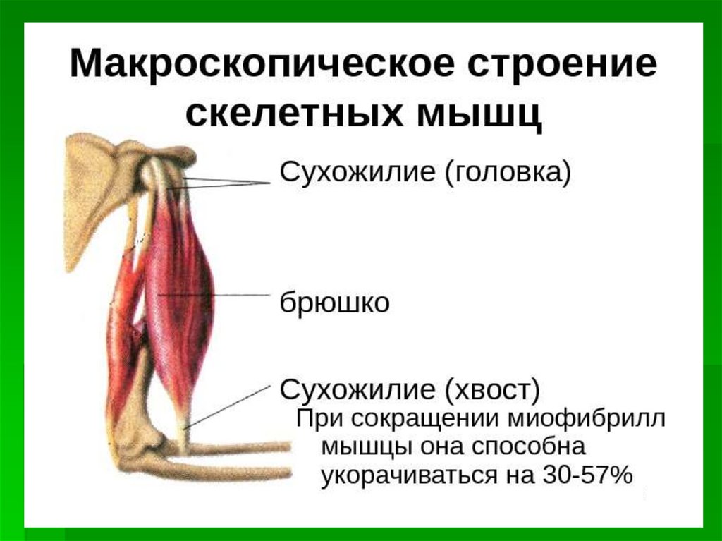 Сухожилия образованы из ткани. Макроскопическое строение скелетной мышцы человека. Строение мышцы брюшко сухожилие. Строение скелетной мышцы сухожилие. Строение мышцы головка брюшко хвост.