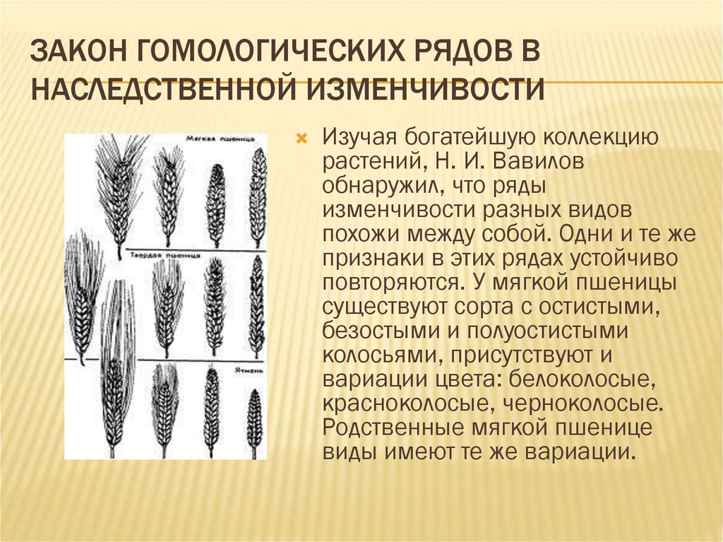 Закон вавилова о гомологических рядах наследственной изменчивости презентация