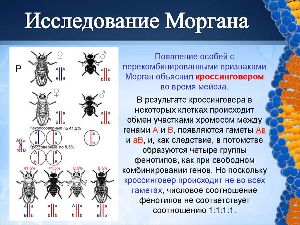 Теория моргана гены