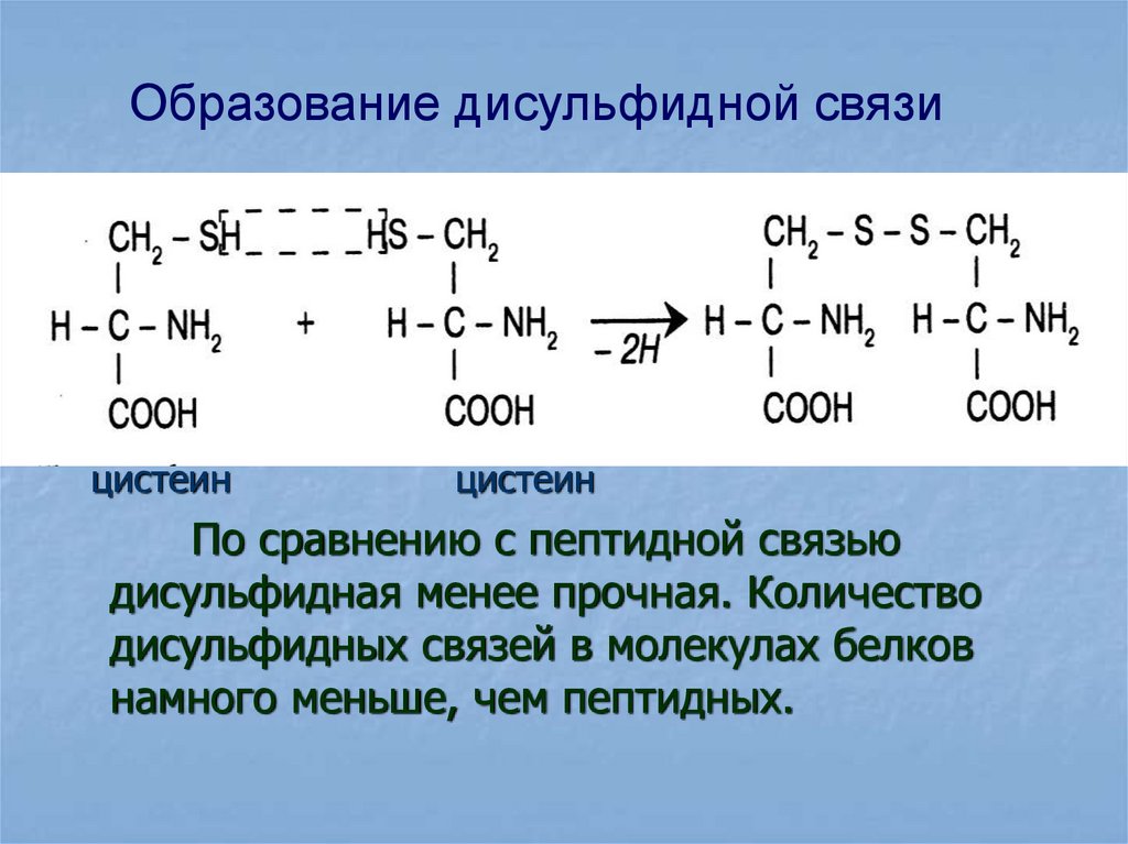 Дисульфидная связь в молекуле белка