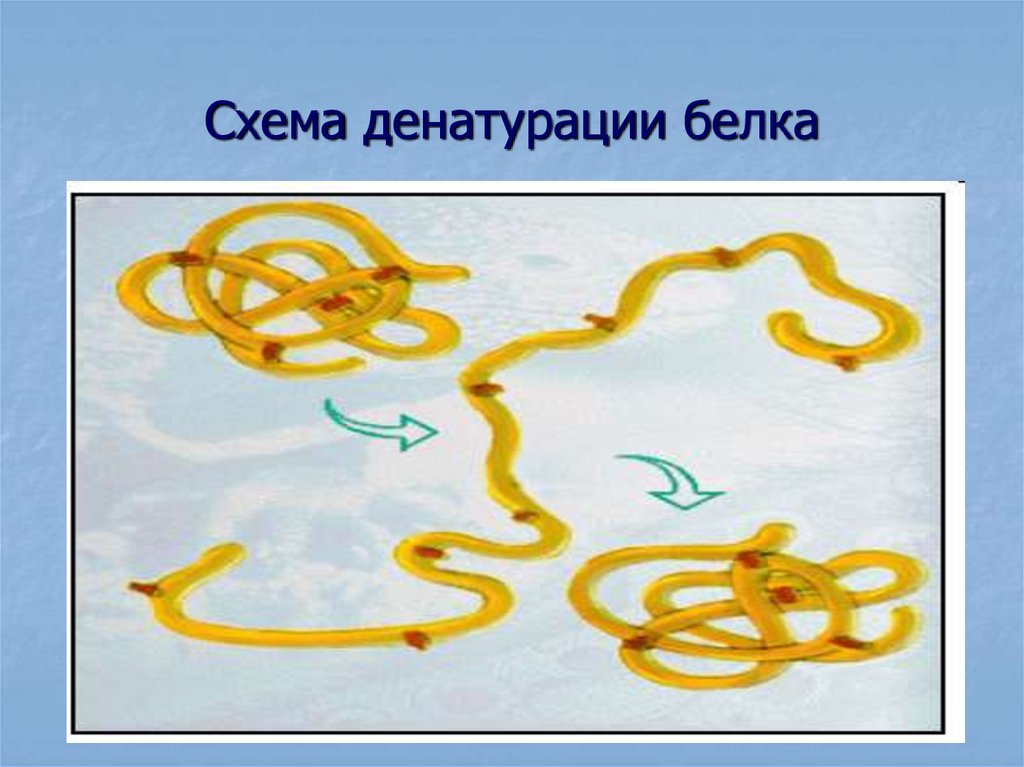 Схема денатурации белка