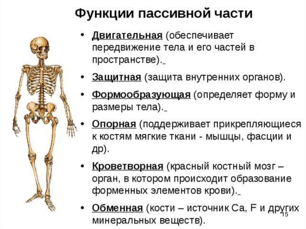 Укажите функции костей. Опорно двигательная система скелет человека анатомия. Строение скелета опорно двигательная система. Опорно двигательная система скелет туловища. Опорно-двигательная система: строение, функции. Кости скелета.