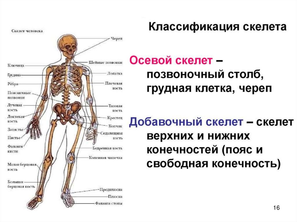 Презентация скелет человека осевой скелет 8 класс