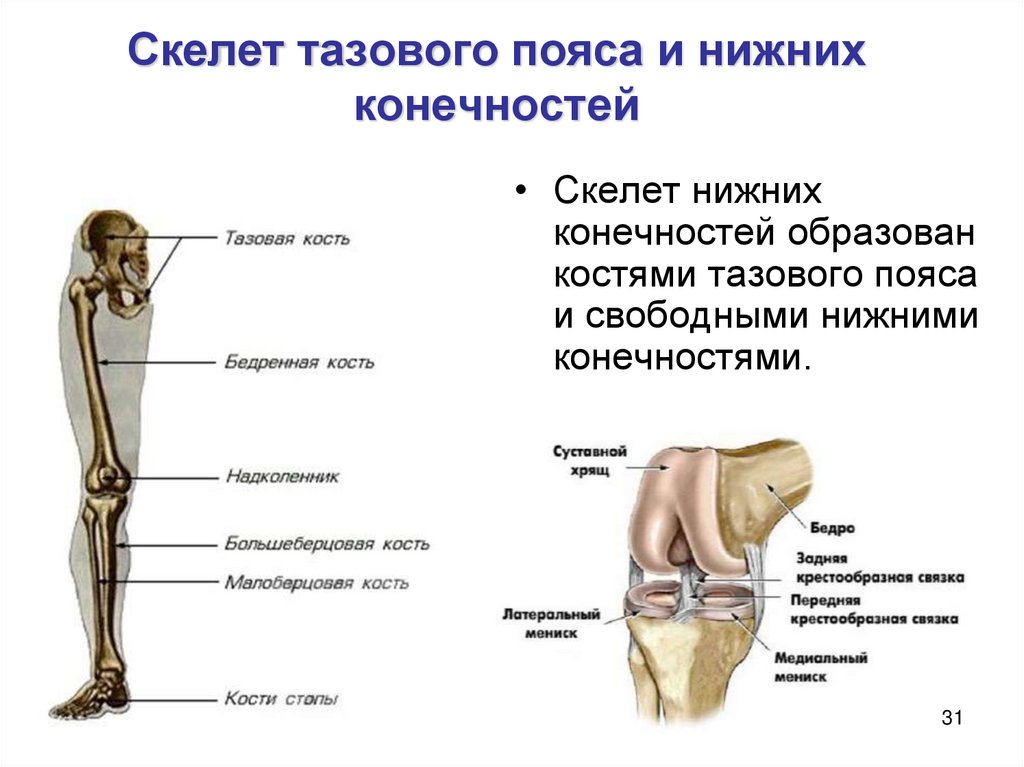 Кости тазовой конечности. Скелет нижних конечностей. Скелет тазового пояса. Скелет нижней конечности человека. Скелет тазового пояса и нижних конечностей.