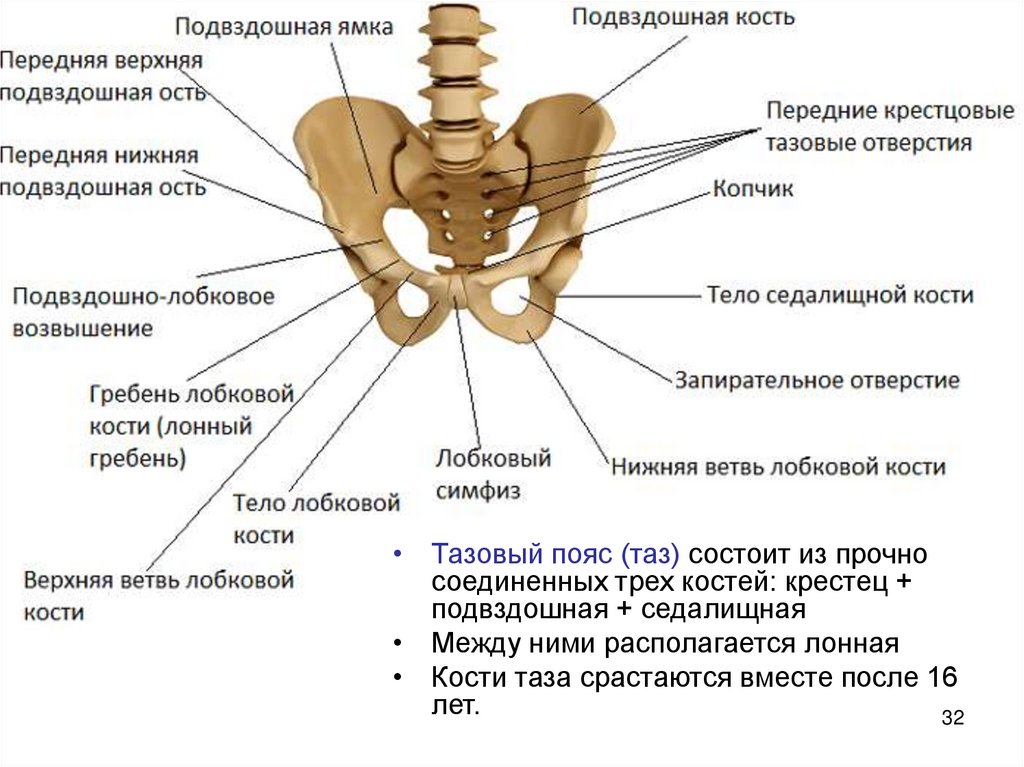 Передняя подвздошная кость