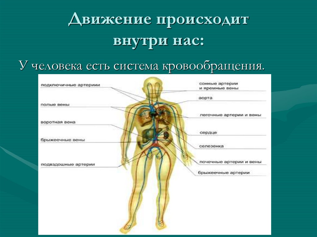 Произошла внутренняя. Как осуществляется движение у человека. Движение совершается изнутри. Движение происходящее по желанию человека. Из чего состоит внутренняя опора человека.