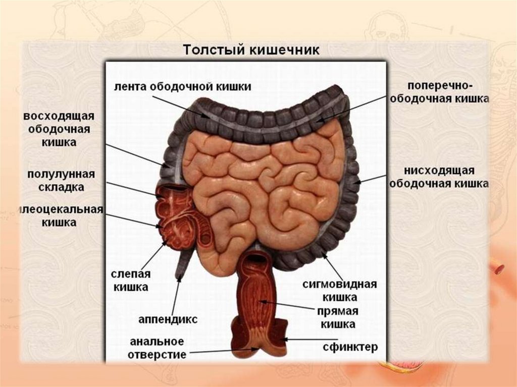 Кишечник в разрезе рисунок