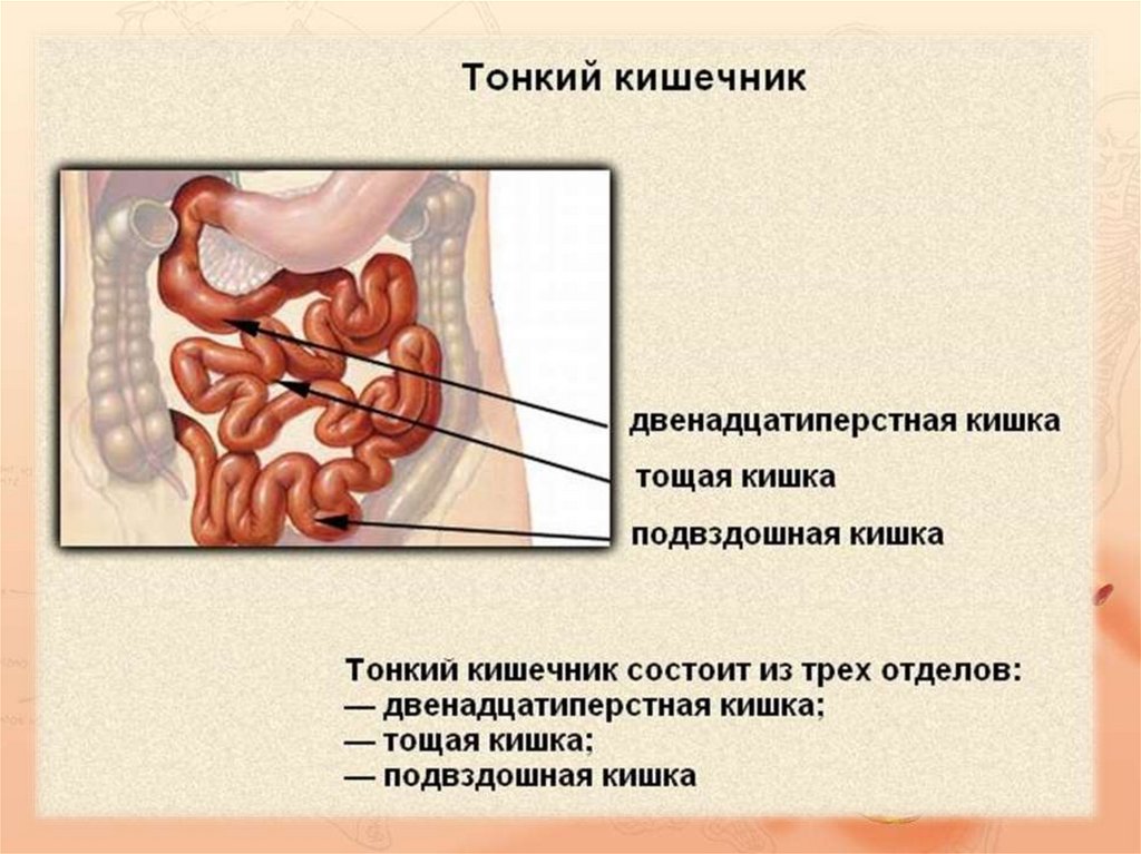 Презентация на тему пищеварение в кишечнике 8 класс