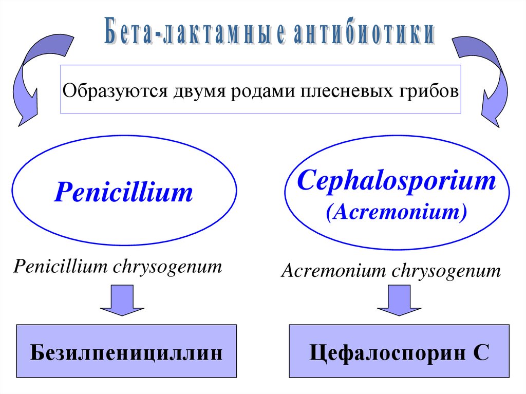 Бета лактамные антибиотики презентация