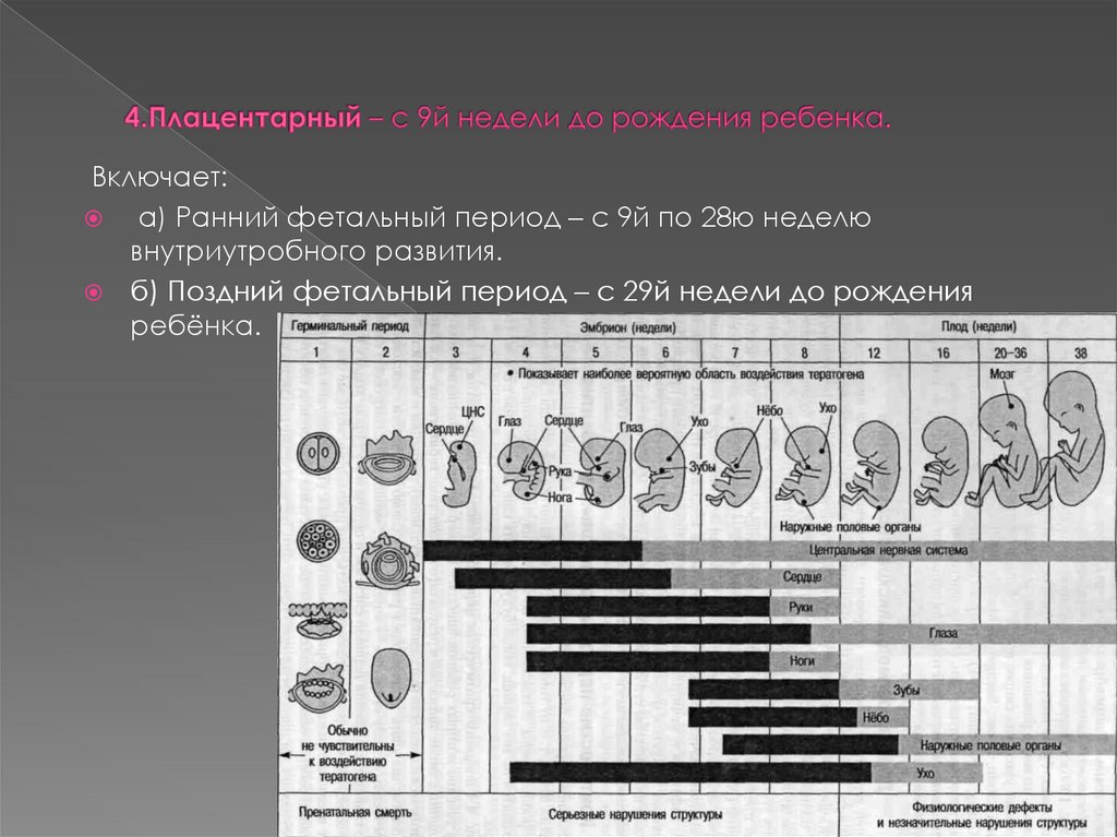 Лекция 1 Периоды жизни человека - презентацияонлайн