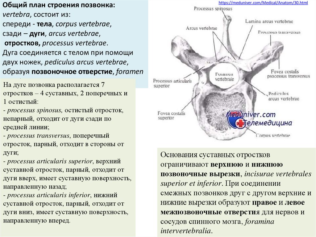 Дуга позвонка. План строения позвонка. Общий план строения позвонков. Дуга позвонка Arcus vertebrae. Позвонки анатомия meduniver.