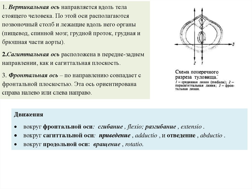 Вертикальная ось упражнения