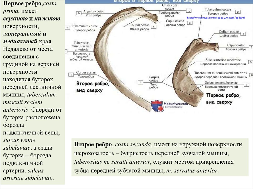 Ребро имеет. Ребра анатомия латынь. Строение ребра на латыни и на русском. Строение ребра на латыни. Ребра на латинском анатомия.