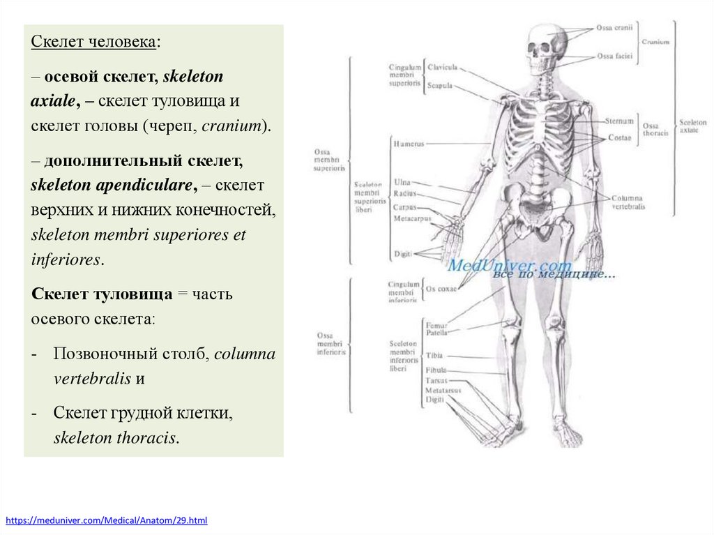 Https meduniver com medical book. Скелет туловища человека. Анатомическая терминология скелет. Оси человека анатомия. Плоскости скелета.