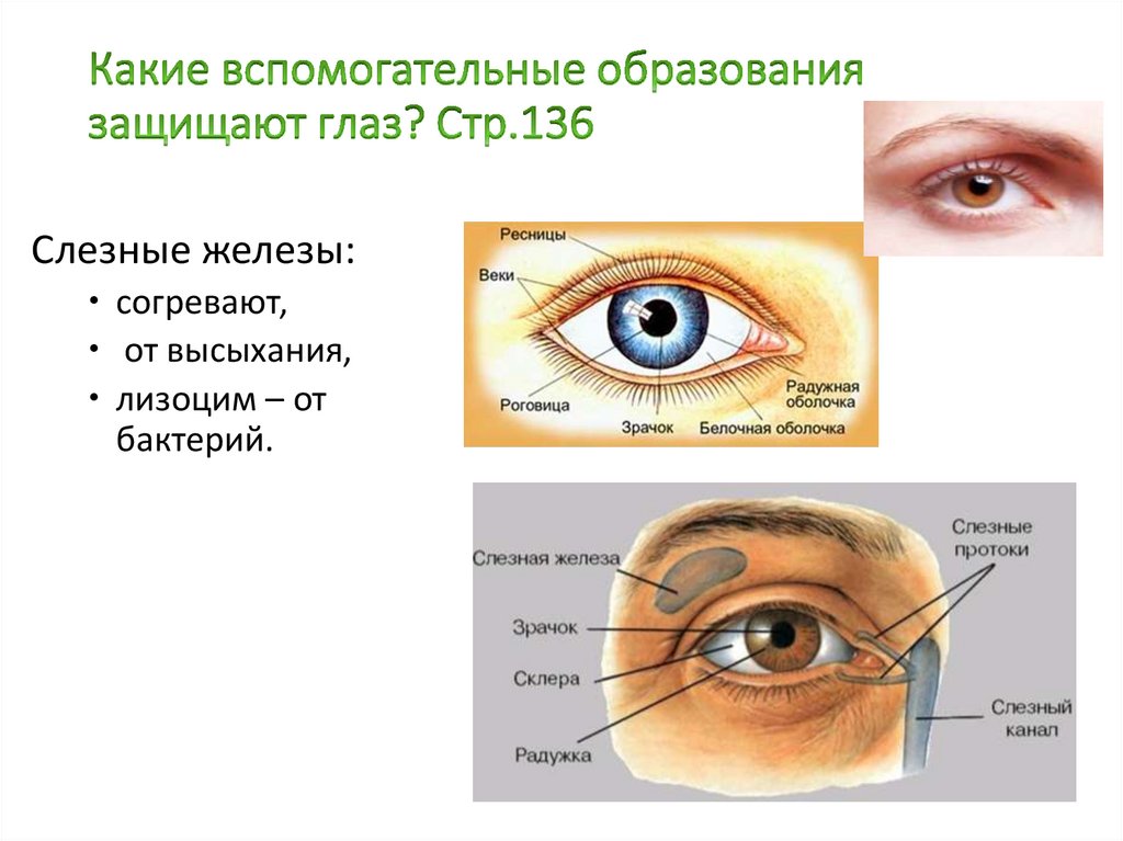 Зрительный анализатор оболочки глаза