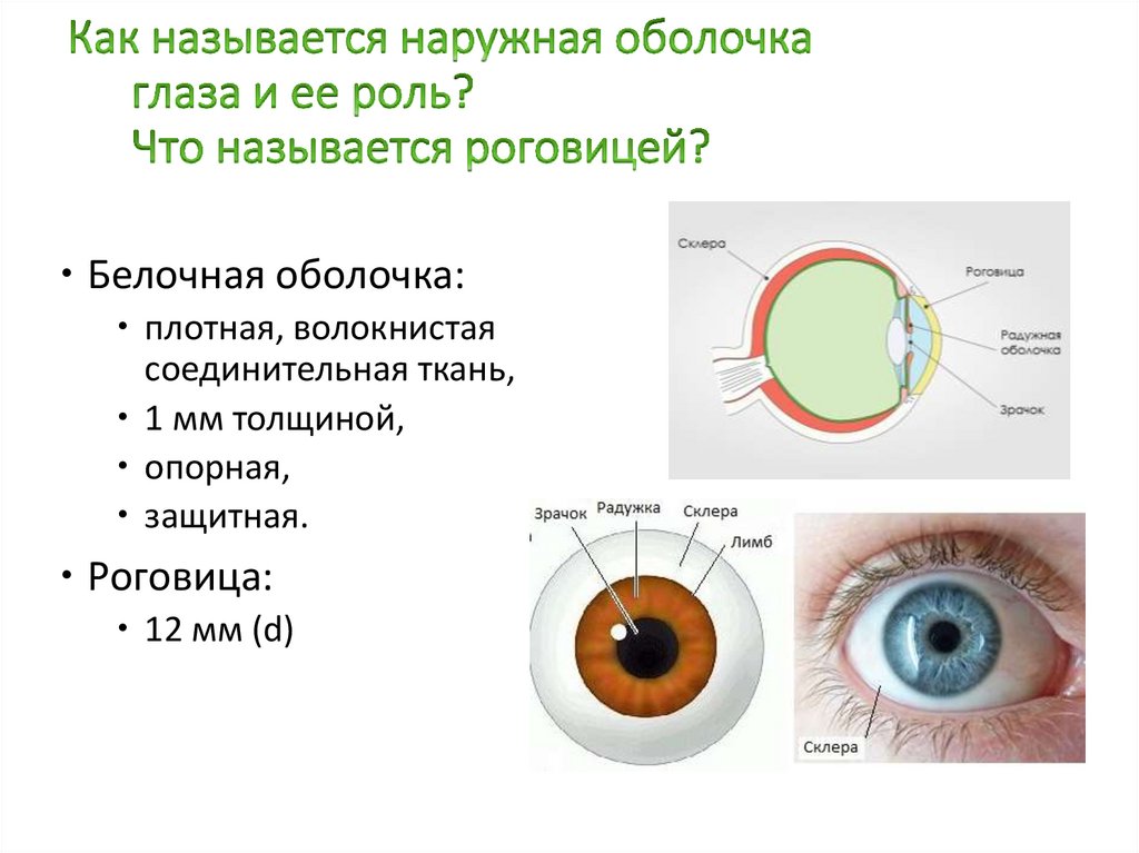 Соответствие между функциями глаза и оболочкой. Внешняя оболочка глаза. Наружной оболочкой глаза является. Наружная оболочка глаза называется. Наружная непрозрачная оболочка глаза это.