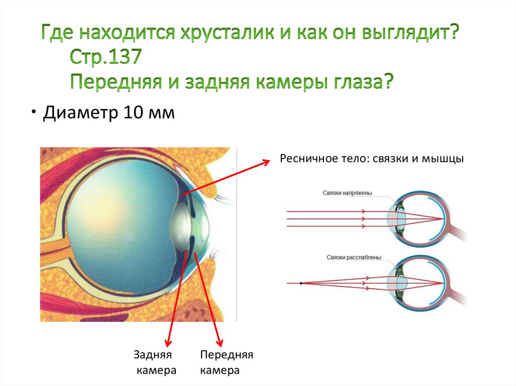 Где находится глаз. Строение оптического аппарата зрительного анализатора. Хрусталик и камеры глаза. Передняя камера глаза где. Задняя камера глаза функции.