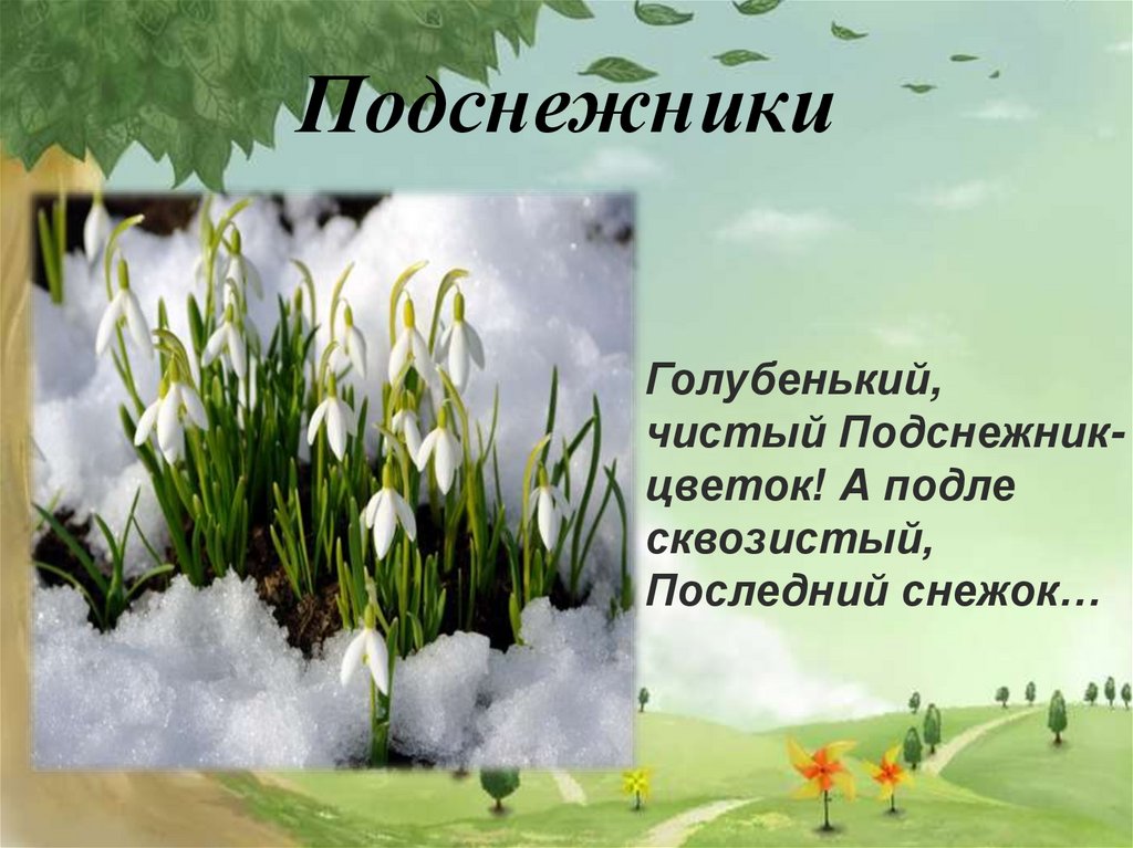 А подле сквозистый последний снежок. Голубенький чистый цветок а подле сквозистый последний снежок. Чайковский Подснежник. Голубенький чистый Подснежник-цветок а подле сквозистый.