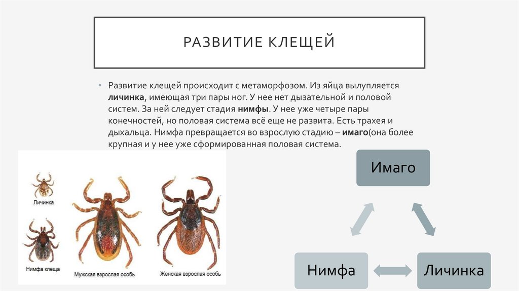 Стадии развития клеща фото