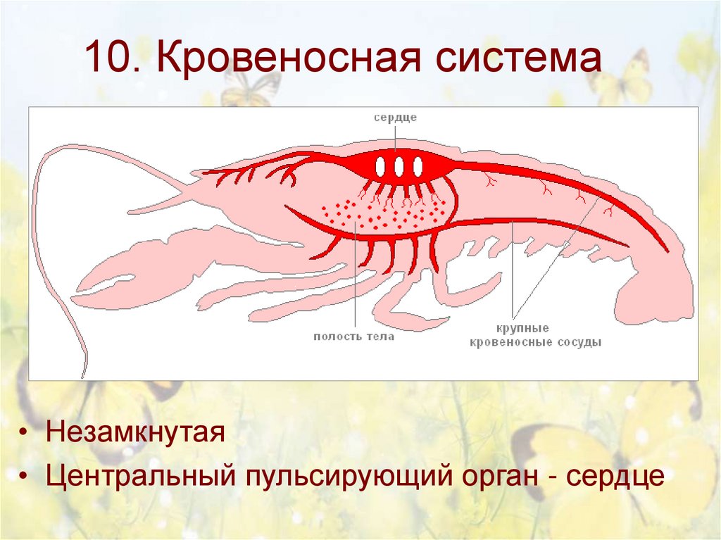 Кровообращение у насекомых. Кровеносная система членистоногих ракообразные. Незамкнутая кровеносная система ракообразных. Кровеносная система членистоногих насекомых. Незамкнутая кровеносная система у членистоногих.