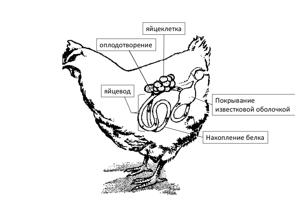 Яйцевод. Яйцевод птиц оплодотворение. Строение яйцевода. Отделы яйцевода у птиц. Строение яйцевода человека.