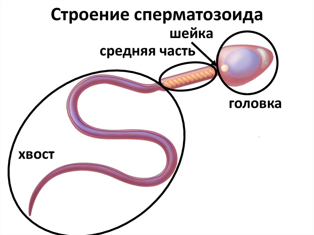 Схема строения спермия