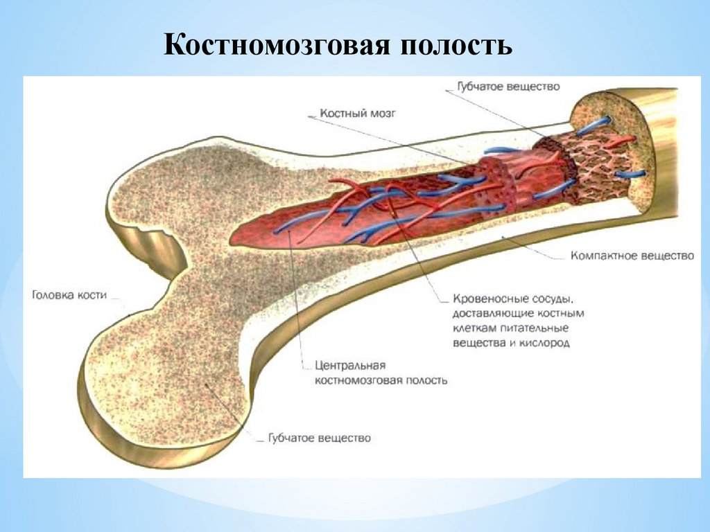 Заполнена красным костным мозгом. Красный костный мозг в трубчатой кости. Анатомия человека красный костный мозг. Строение красного костного мозга анатомия. Жёлтый костный мозг в трубчатой кости.