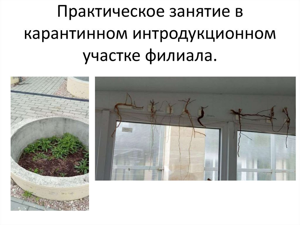 Практическое занятие в карантинном интродукционном участке филиала.