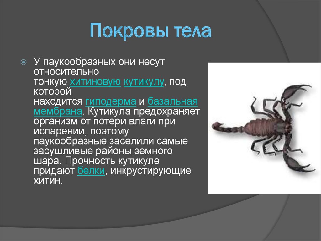 Хитиновый скелет. Ходильные конечности паукообразных. Хитиновый Покров паукообразных. Класс паукообразные Скорпионы. Паукообразные общая характеристика.