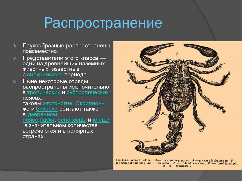 Паукообразные представители