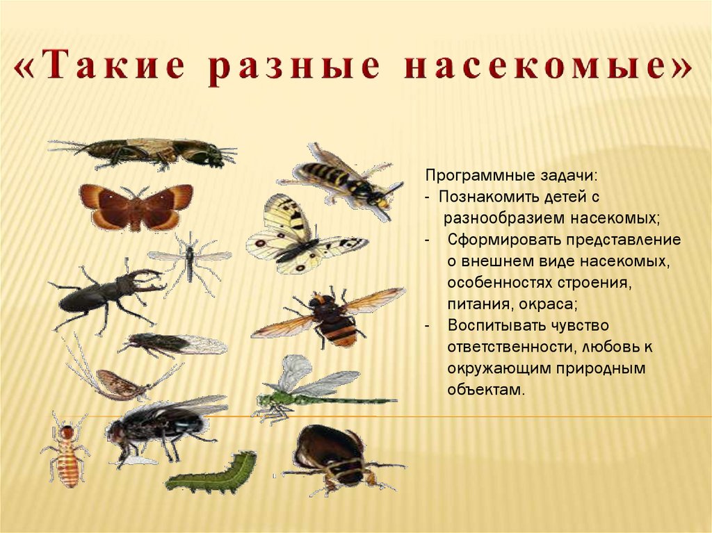 Нарисуй напиши названия разных насекомых объясни что общего у всех насекомых