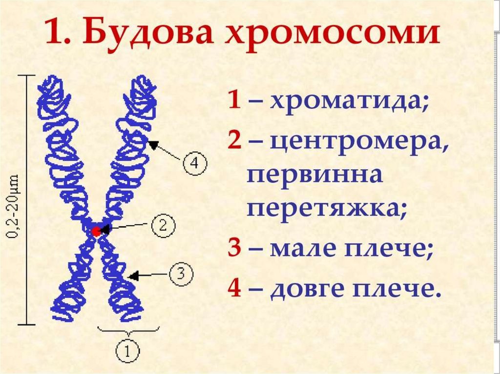 Структура и функции хромосом 11 класс пономарева презентация