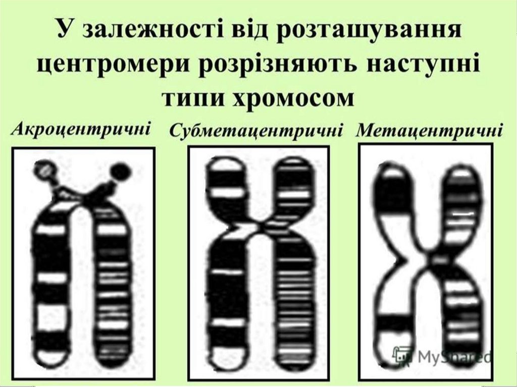 Кольцевая хромосома расположена. Типы хромосом по расположению центромеры. P Q хромосомы. Хромосомы по типу ламповых щеток. Хромосомна теорія спадковості.