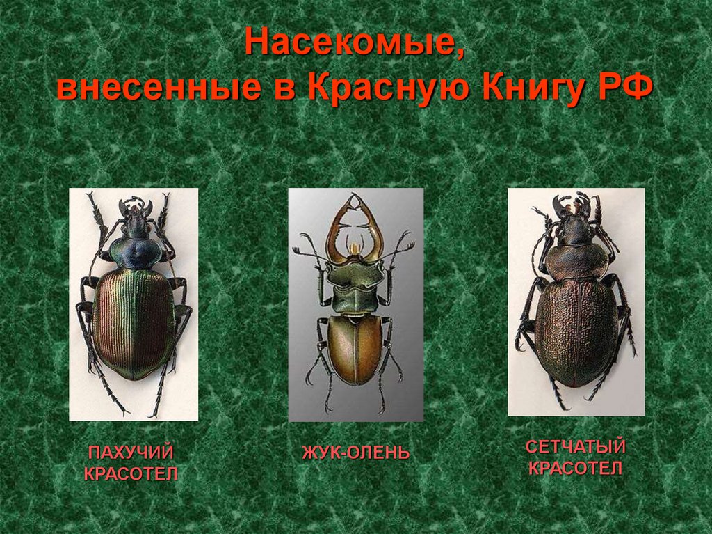 Природная зона жука. Жуки занесенные в красную книгу России. Насекомые красной книги России. Насекомые красной книги Росс. Насекомые занесенные в красную.