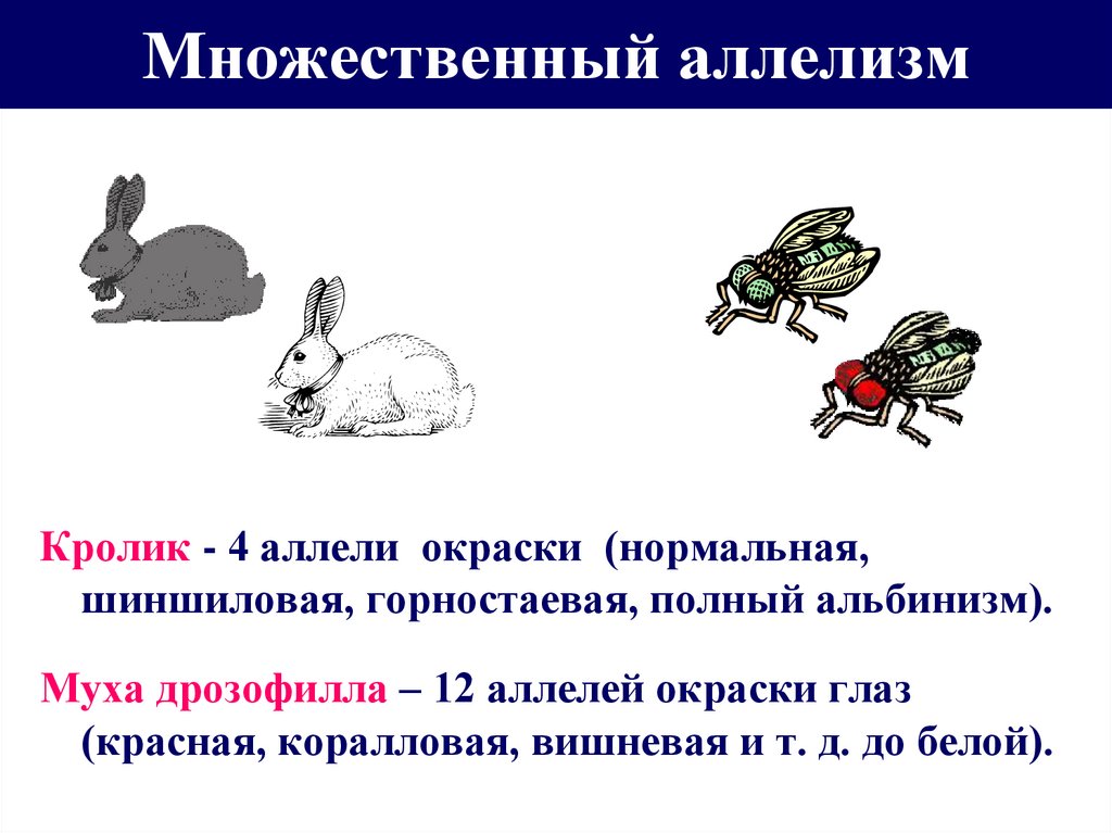 Множественное доминирование. Множественный аллелизм окраска кроликов. Наследование окраски шерсти у кроликов множественный аллелизм. Множественный аллелизм схема скрещивания. Множественный аллелизм примеры.