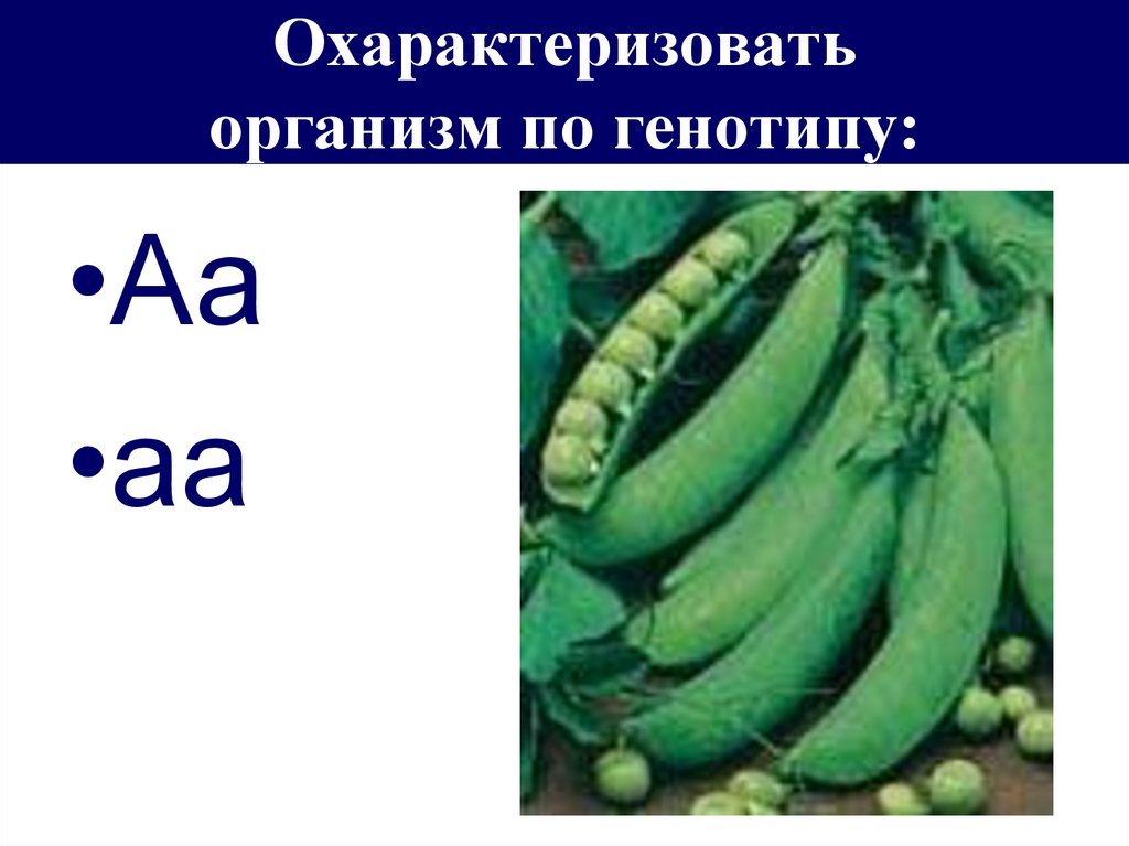 Охарактеризуйте организм