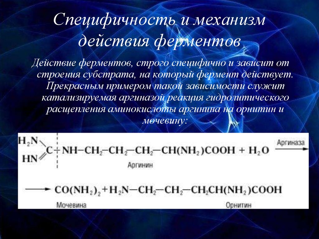 Презентация по теме ферменты химия 10 класс