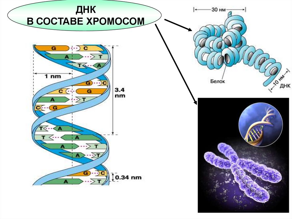 Особенности днк