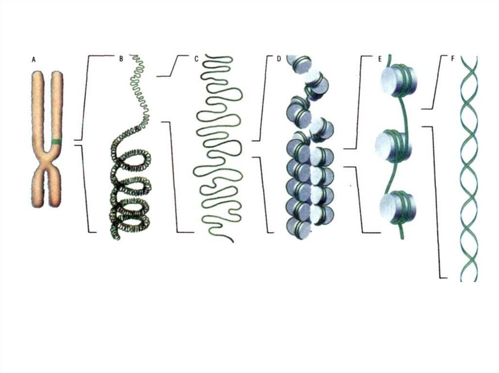 Петля днк. Уровни компактизации ДНК В хромосоме. 4 Уровень компактизации ДНК. Уровни компактизации генетического материала. Этапы компактизации ДНК.