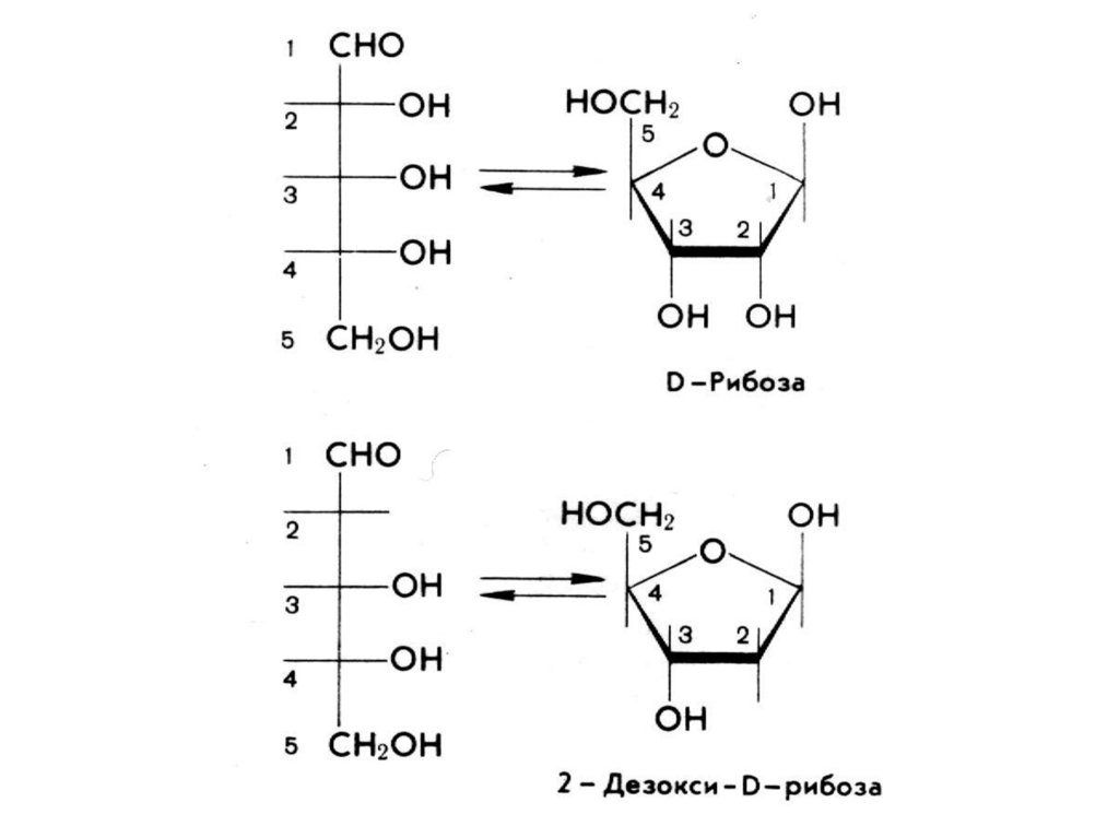 Рибоза 2 дезоксирибоза