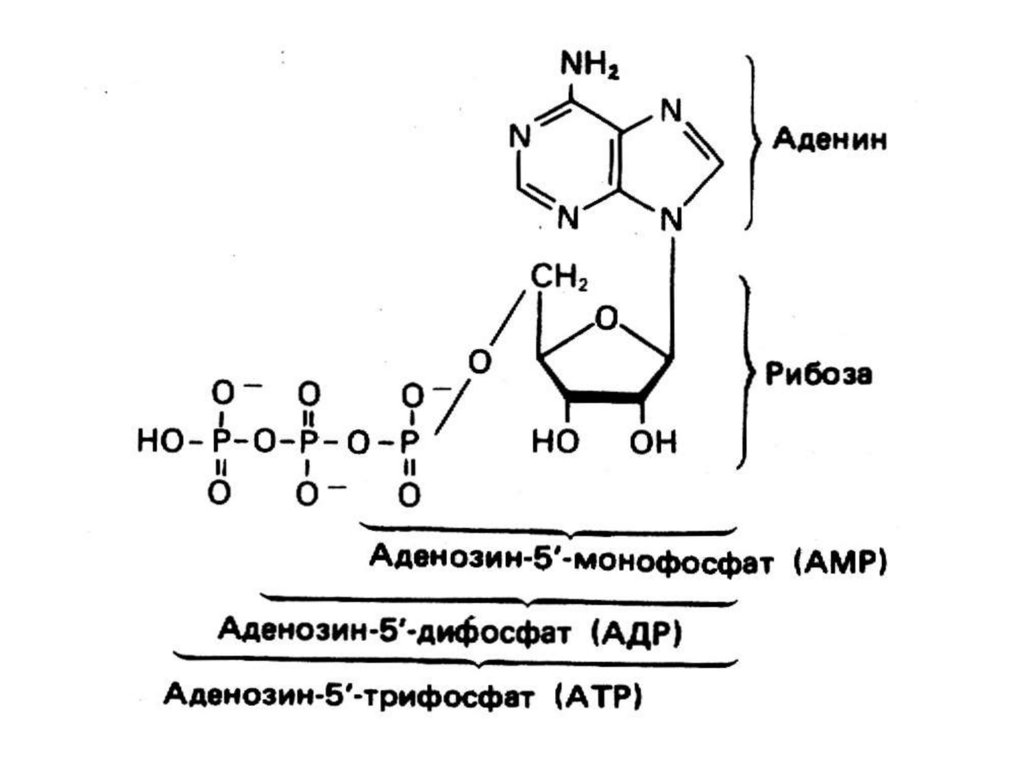 Днк содержит рибозу. Аденозин 3 монофосфат. Аденин рибоза ф ф. Рибоза в АТФ. Аденин в аденозин 5 монофосфат.
