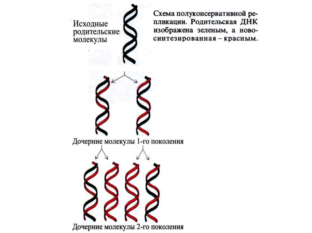 Днк 03.04 2024