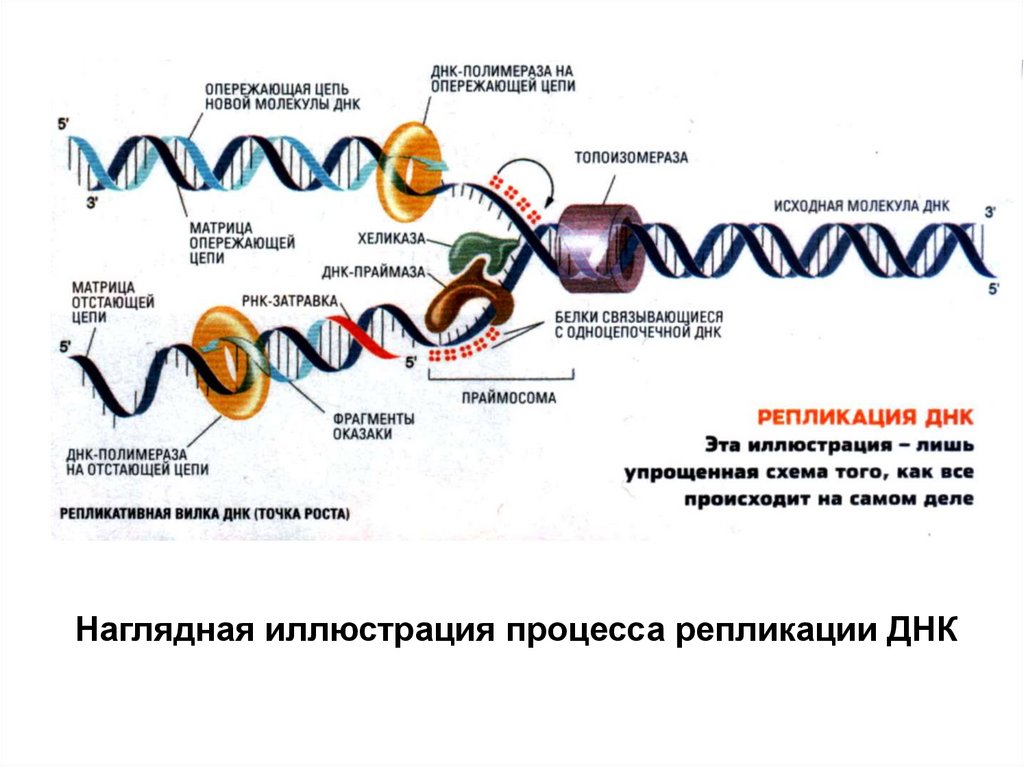 Синтез днк начинается. Последовательность ДНК. Строение и репликация ДНК. Ген репликация ДНК. ДНК. Репликация ДНК. Ген.