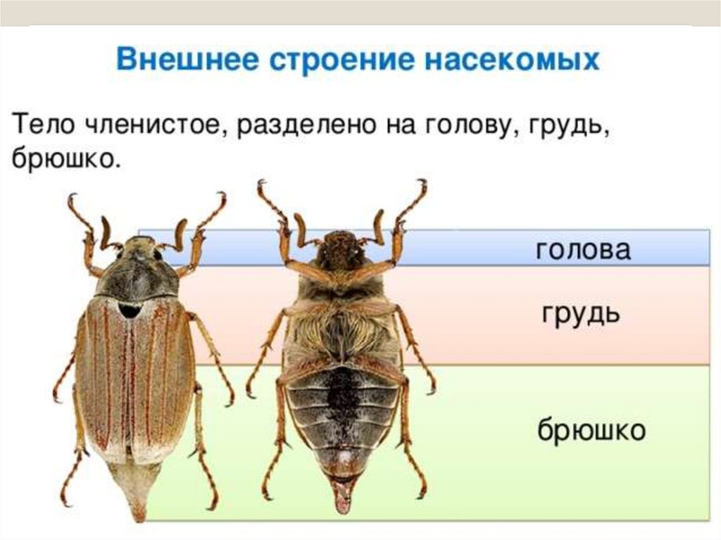 Членистоногие тело разделено на. Класс насекомые отделы тела. Внешнее строение насекомых брюшко. Отделы тела строение брюшка у насекомых. Внешнее строение тела насекомого.